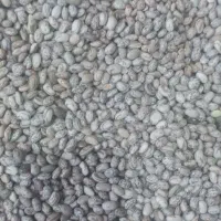 لوبیا چیتی