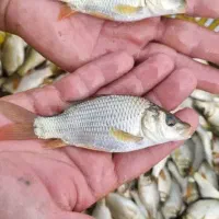 انواع ماهی گرمابی کپور فیتوفاک بیگهد