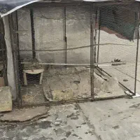 قفس کبوتر