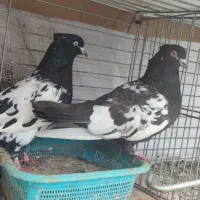 کبوتر سینه ای جفت