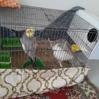 یک جفت عروس هلندی