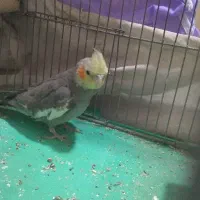 عروس هلندی