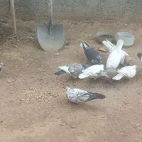 کبوتر|پرنده|بروجن, |دیوار