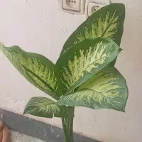 حراج از ۵۰ هزارتا...