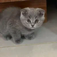 واگذاری گربه دوماهه اسکاتیش ماده و نر