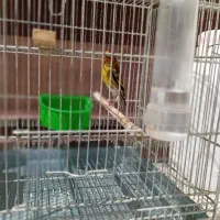 سهره قناری نر