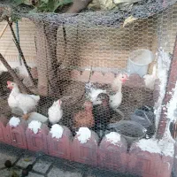 مرغ و خروس محلی