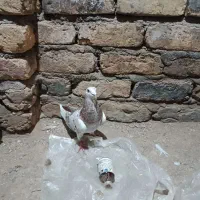 کفتر|پرنده|طرقبه, |دیوار