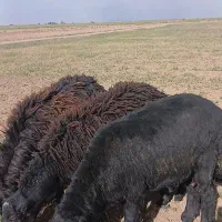 فروش قوچ بره قره قزل در فامنین