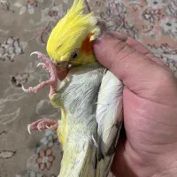 عروس هلندی سخنگو