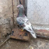 کبوتر هفرنگ آس خطی لک دار|پرنده|قزوین, |دیوار
