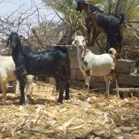 کهره نر