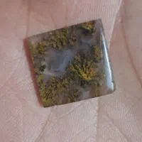 سنگ شجر بهاری جنگلی زنده