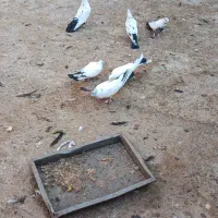 کبوتراصفهانی سفید دم سیاه