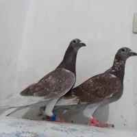 کبوترمسافتی پلاکی تیدی پاکستانی بوشهر