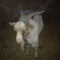 کره وبره محلی در کوهپایه