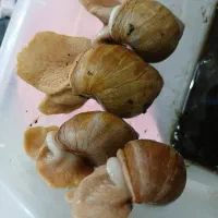 حلزون