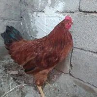خروس محلی