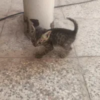 واگذاری بچه گربه