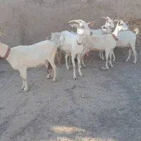 چهار راس کیسه و دوراس بز سانن زائد. فروشی
