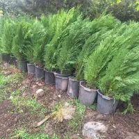 انواع نهال کاج و سرو .نقره ای .زربین .شیراز
