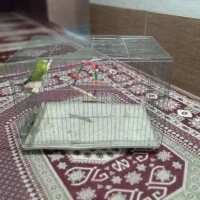 فروش قفس