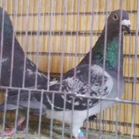 پلاکی مسابقه