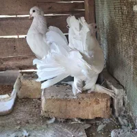 فروش کفتر دم چتری انگلیسی اصل