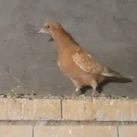 جوجه دم سفید و دم زرد