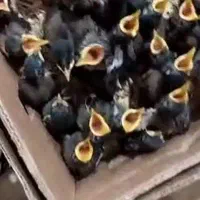 فروش  جوججه مینا از ۲۰روز تا ۴۰روز