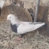 کفتر