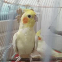 طوطی،عروس هلندی،
