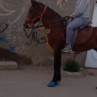 اسب یورقه