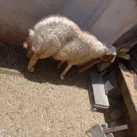 بره نر سالم سالم