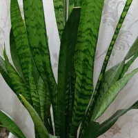 گل های خانگی زیبا