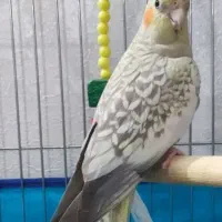عروس هلندی 6 ماهه