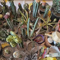 فروش یکجای مجموعه کاکتوس