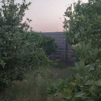 باغچه۱۰۰۰متربنجعفر برقداربادیوارکامل ودرب ودرخت