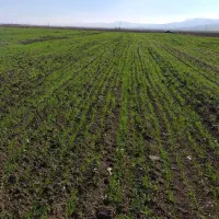 اجاره ۳۲ هکتار زمین آبی یه تیکه جهت کشت سیب زمینی