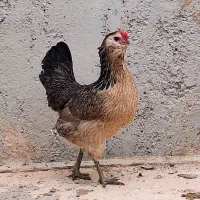 تخم نطفه دار گلین اصیل