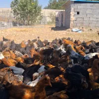 جوجه مرغ گلپایگان