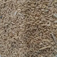 گندم دیم درجه یک