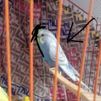 مرغ عشق جوجه