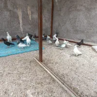 کبوتر رنگی دم سفید
