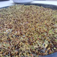 فروش شلتوک بذری