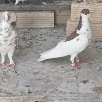 فروش