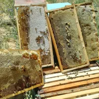 عسل صددرصد طبیعی دارو درمانی ساکاروز نیم درصد