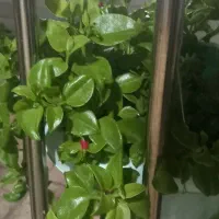 گل یخی
