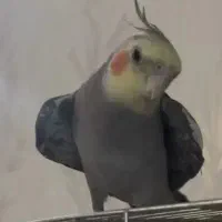 پرنده به سرپرستی قبول میکنم