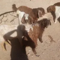 5راس بزغاله نر درجه یک